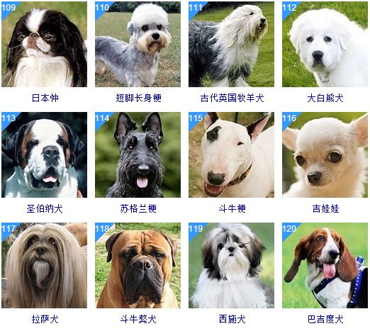 世界狗狗品种大全