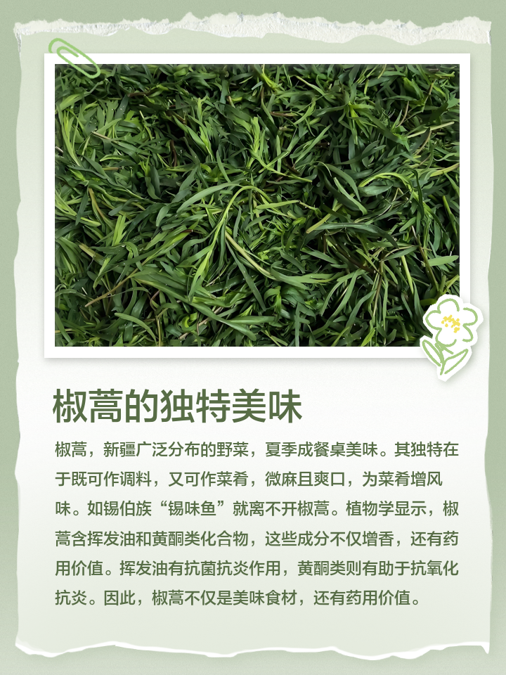 椒蒿的功效与禁忌